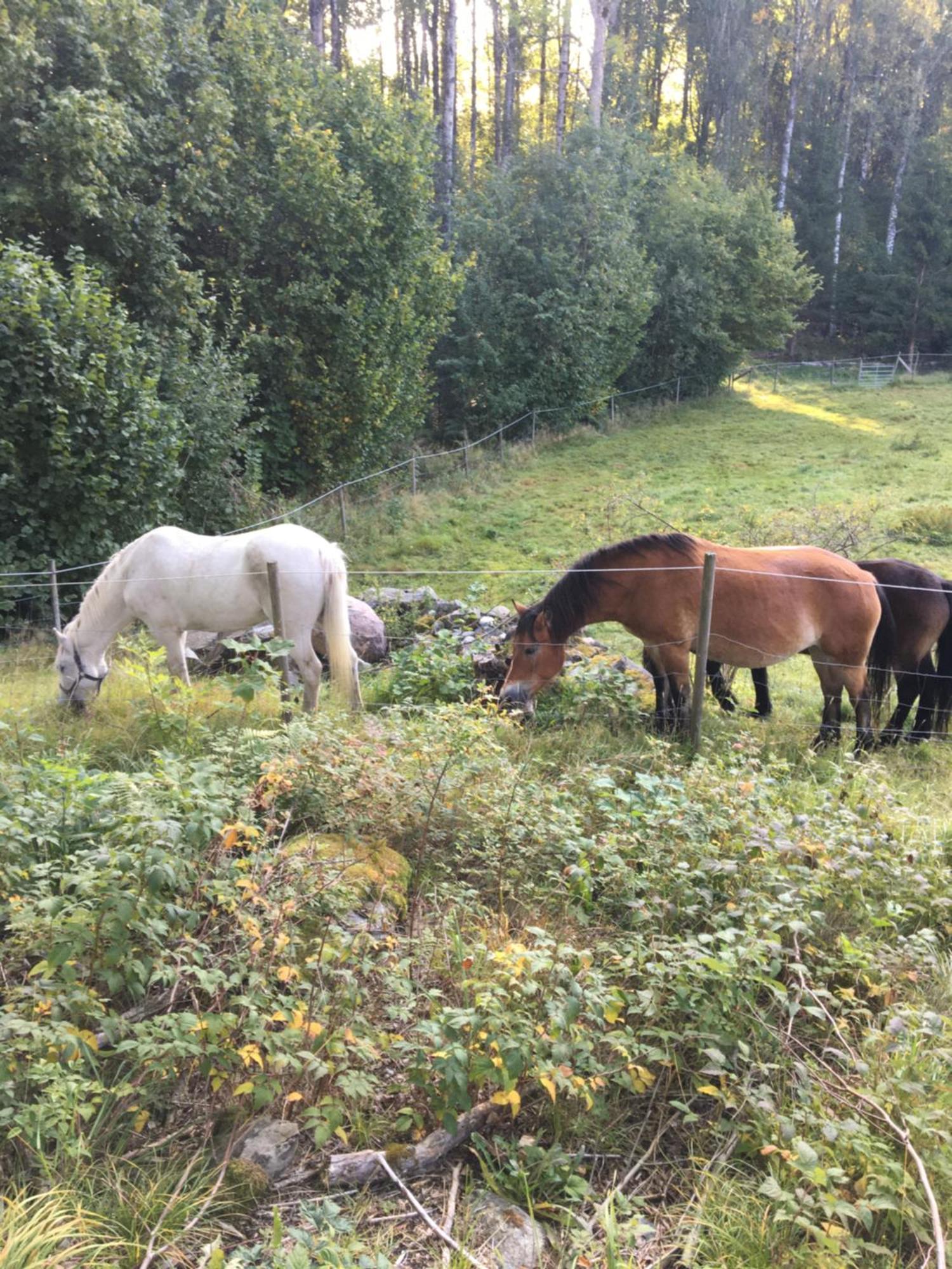Henneviken Bnb Ed Kültér fotó